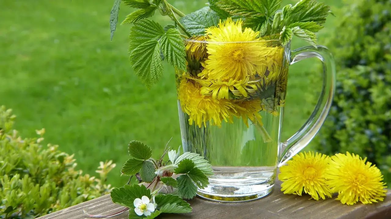 dandelion tea uses